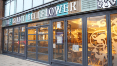 The Giant Bellflower